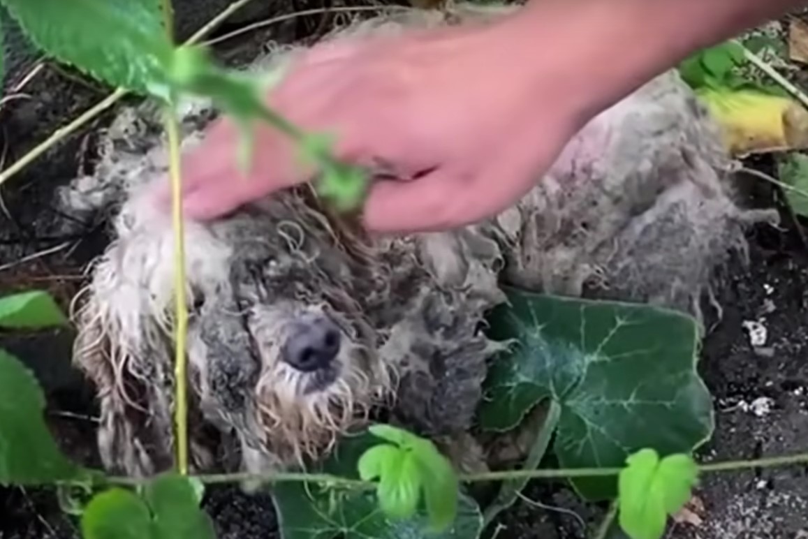 matted dog lying in mud