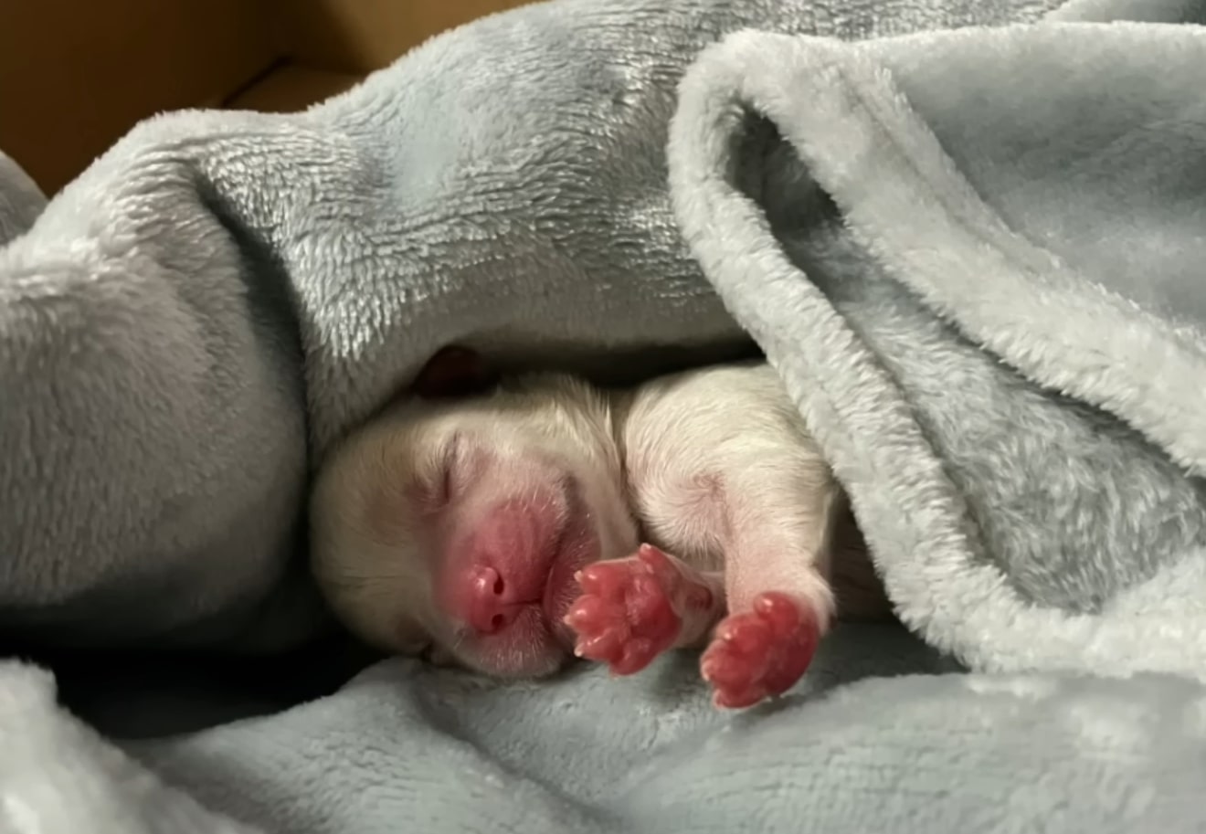 newborn puppy wrapped in a blanket