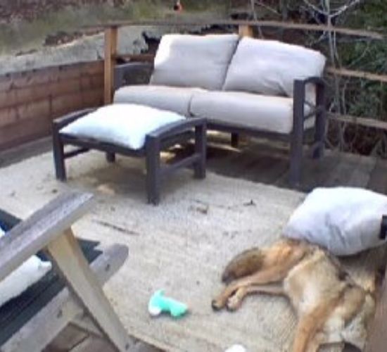 photo of coyote lying on the patio