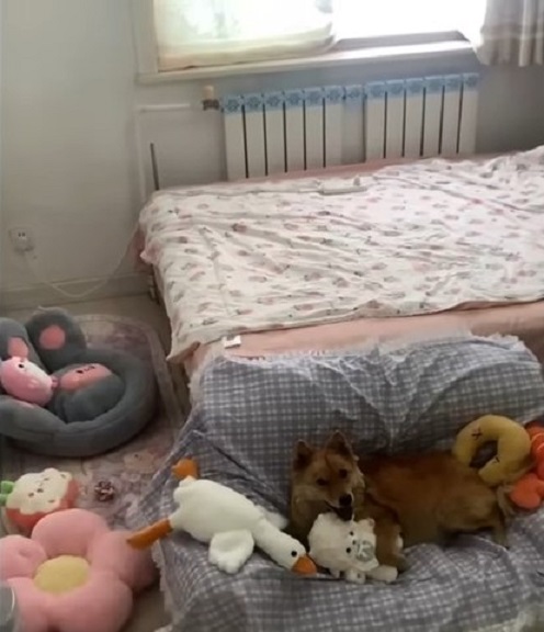 photo of dog and stuffed animals