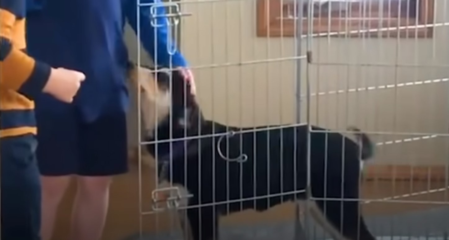 photo of dog in a kennel