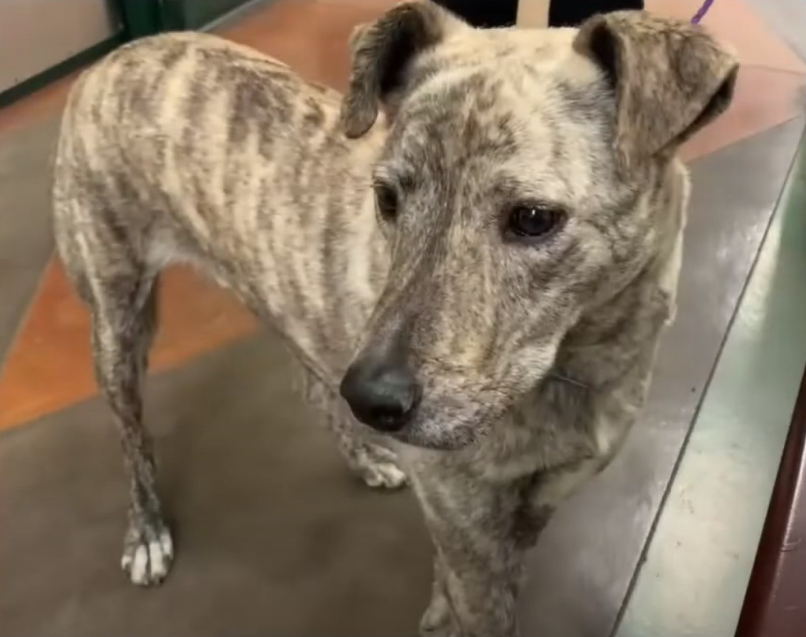 photo of dog labeled as code red