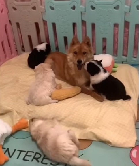 photo of dog mom and puppies