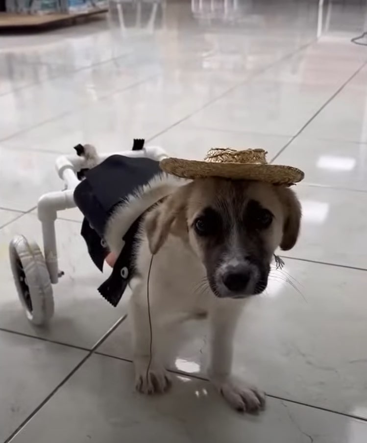 photo of dog with a wheelchair