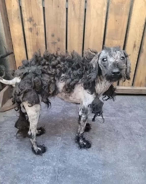photo of neglected dog