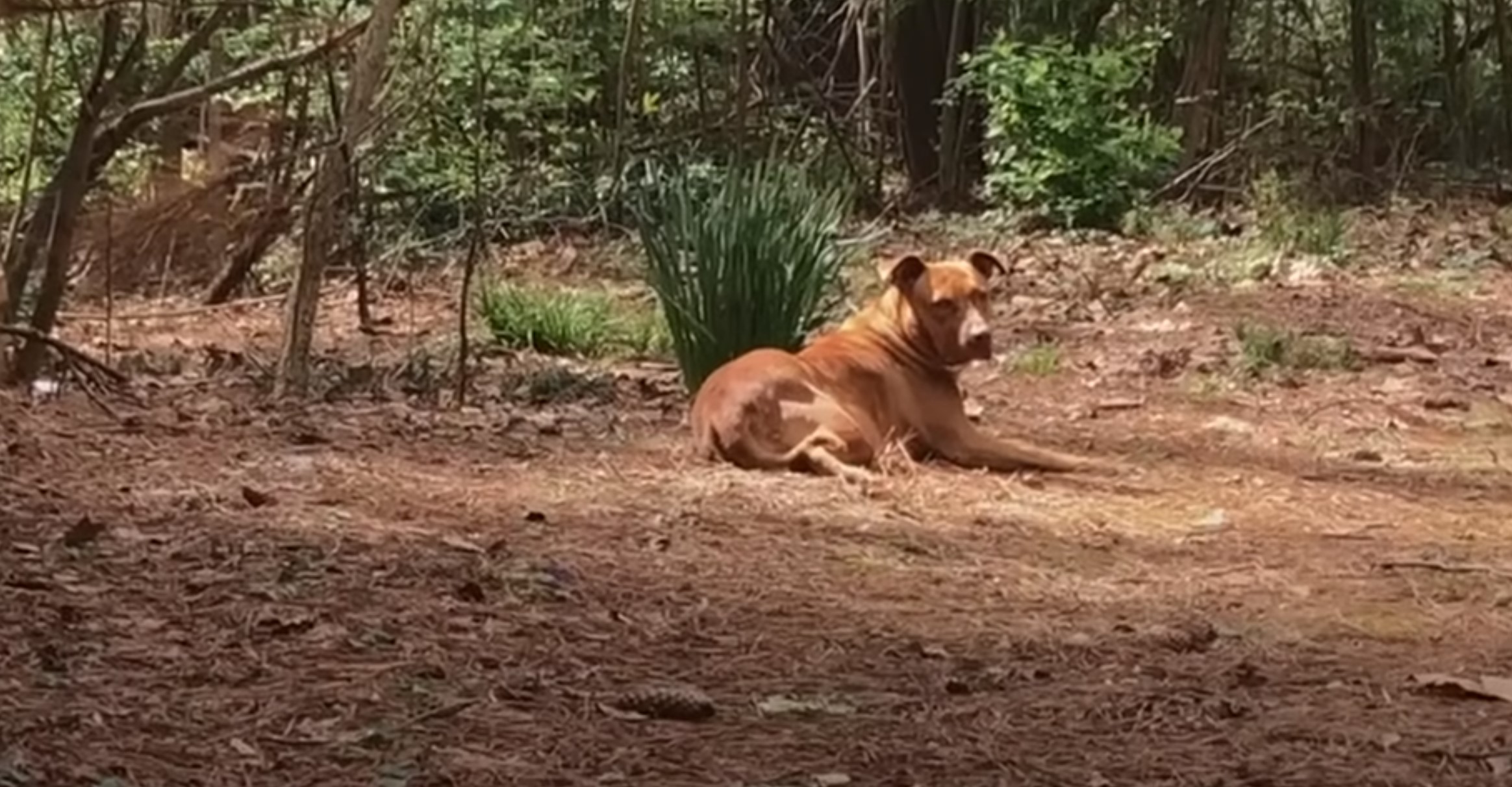 photo of pitbull lying in the woods