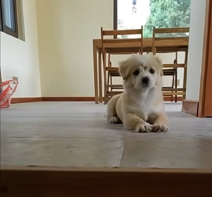 photo of puppy lying on tile