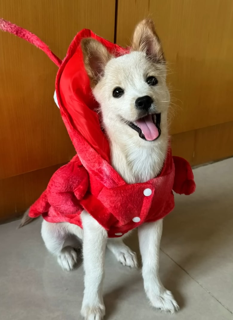 photo of puppy wearing a red jacket