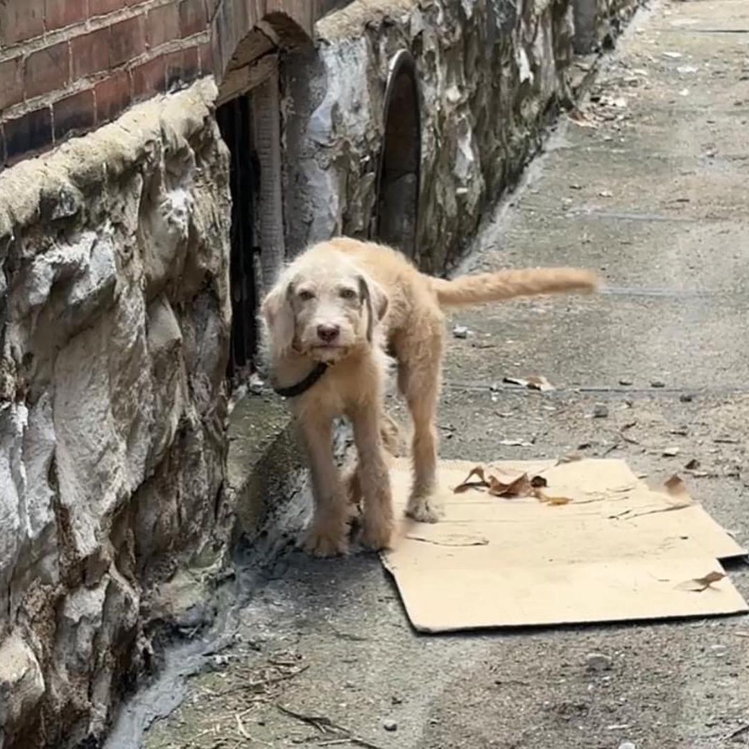 photo of puppy with broken leg