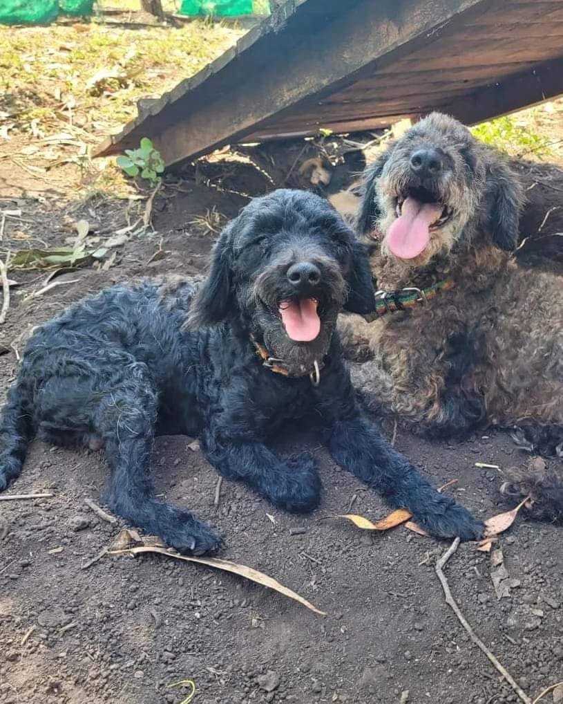 photo of two dogs lying outdoors