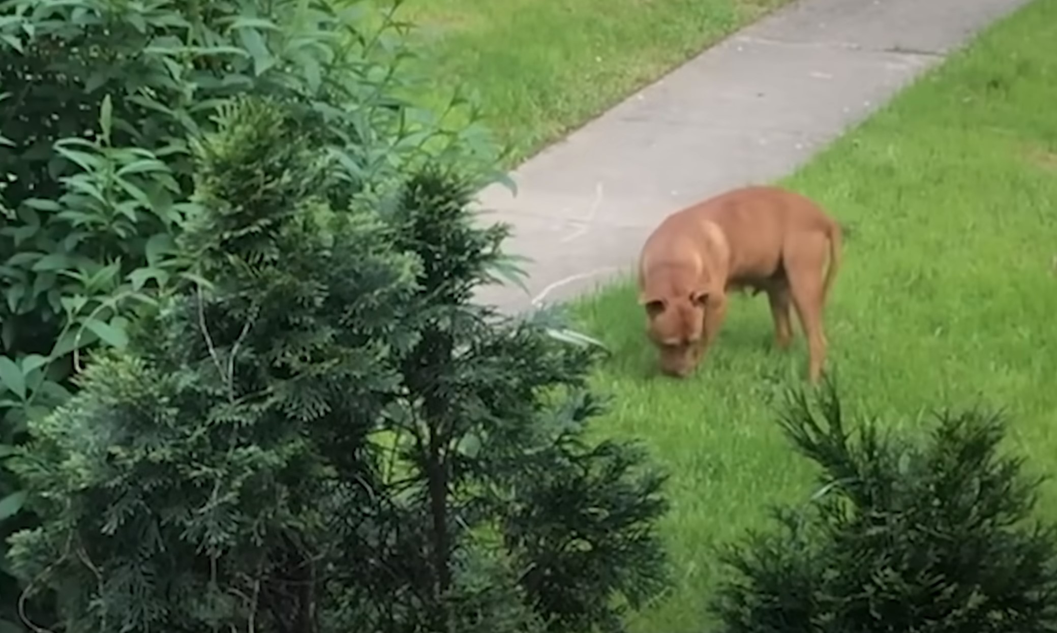 pitbull on grass