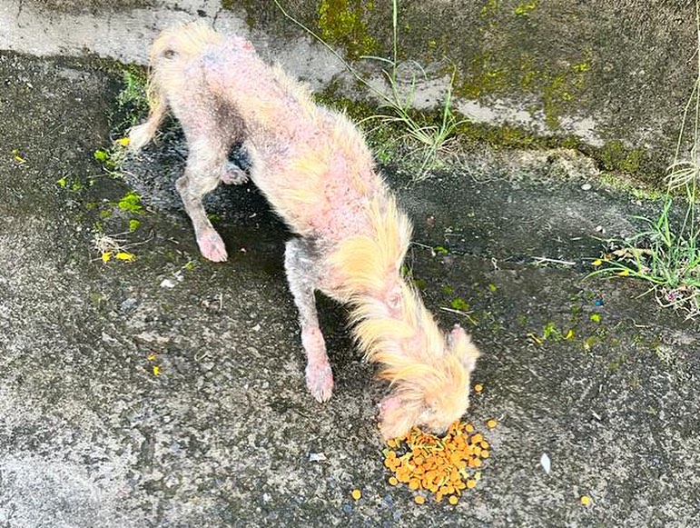 poor sick dog eating food outdoor