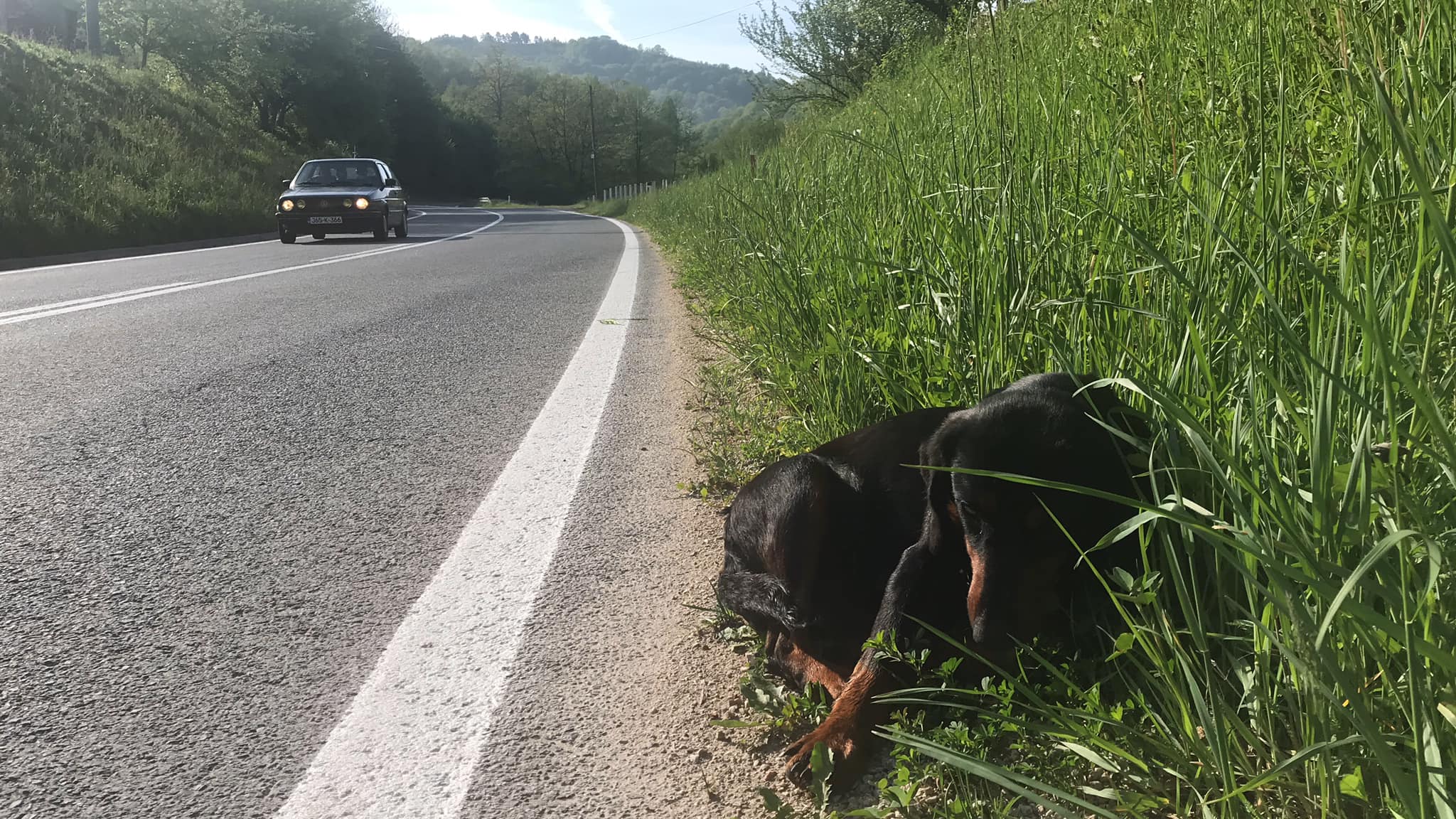 pregnant dog next to a road