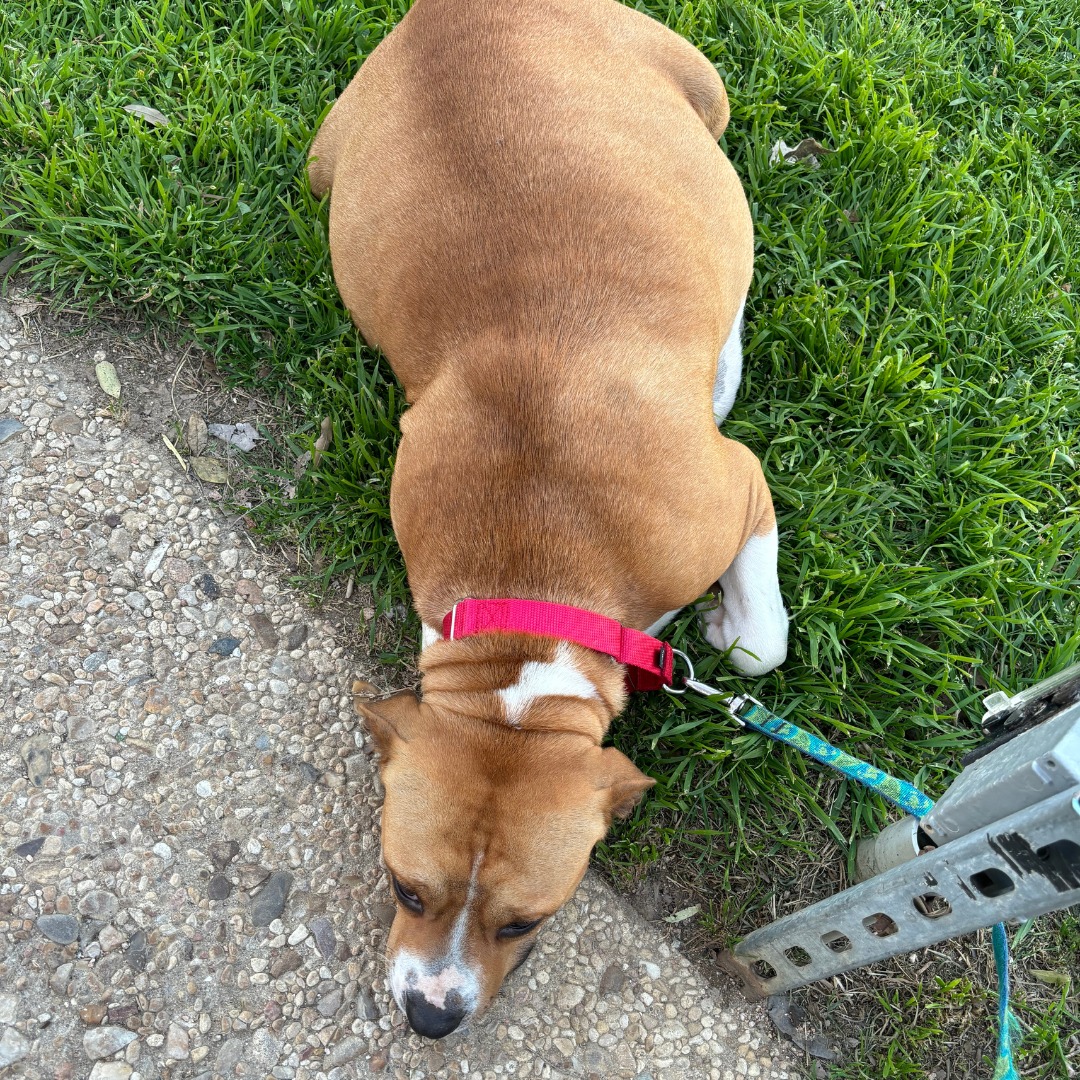 pregnant dog on grass