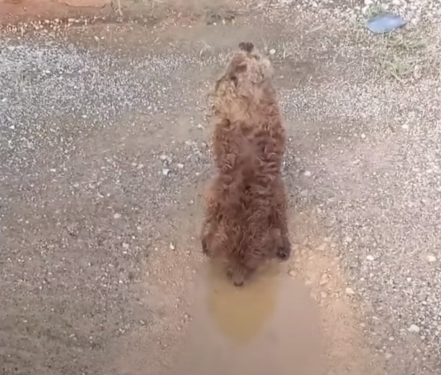 pup drinking rain water