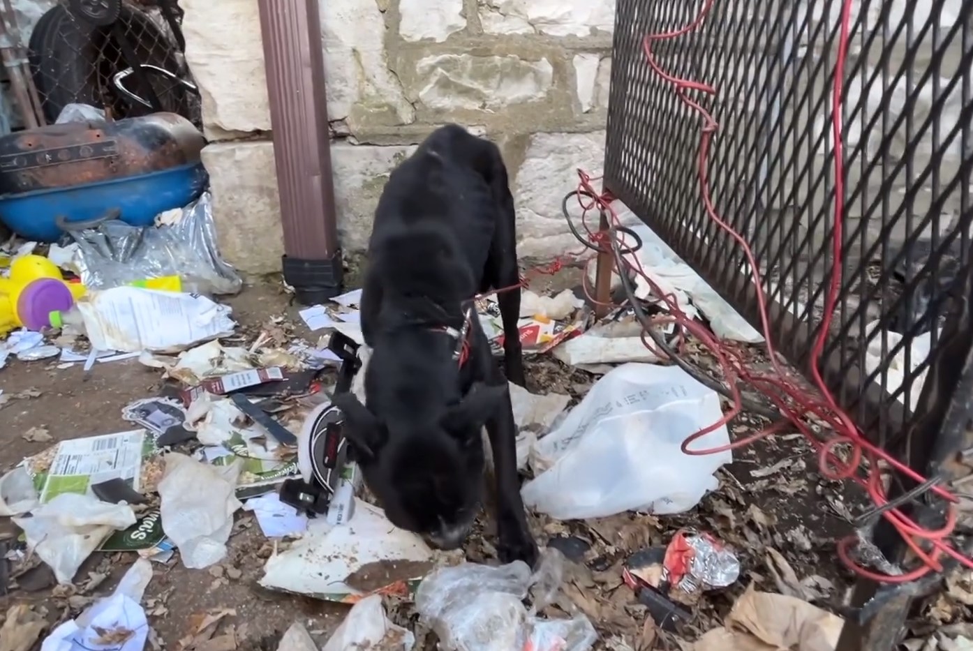 pup in the trash