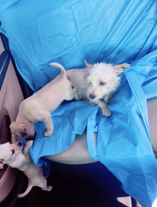 puppies in a car on a blue sheet