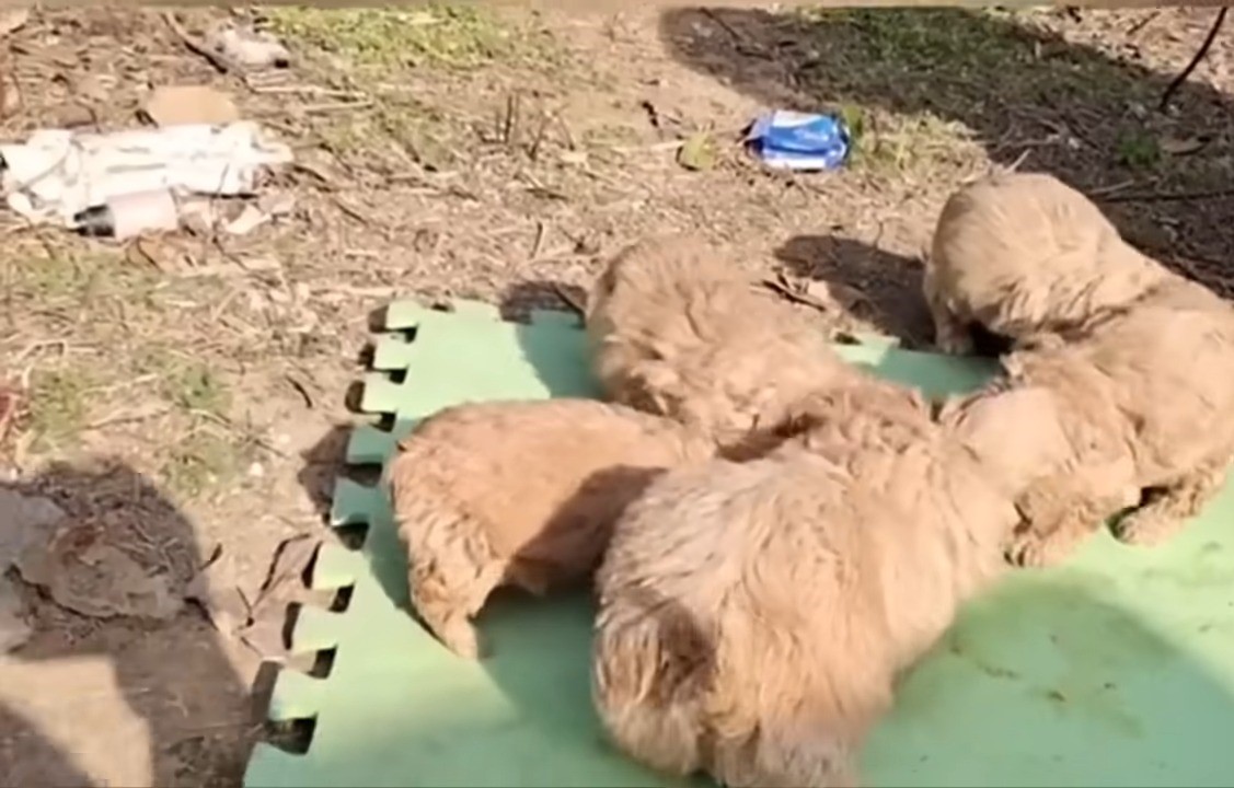 puppies in sunshine on green mat