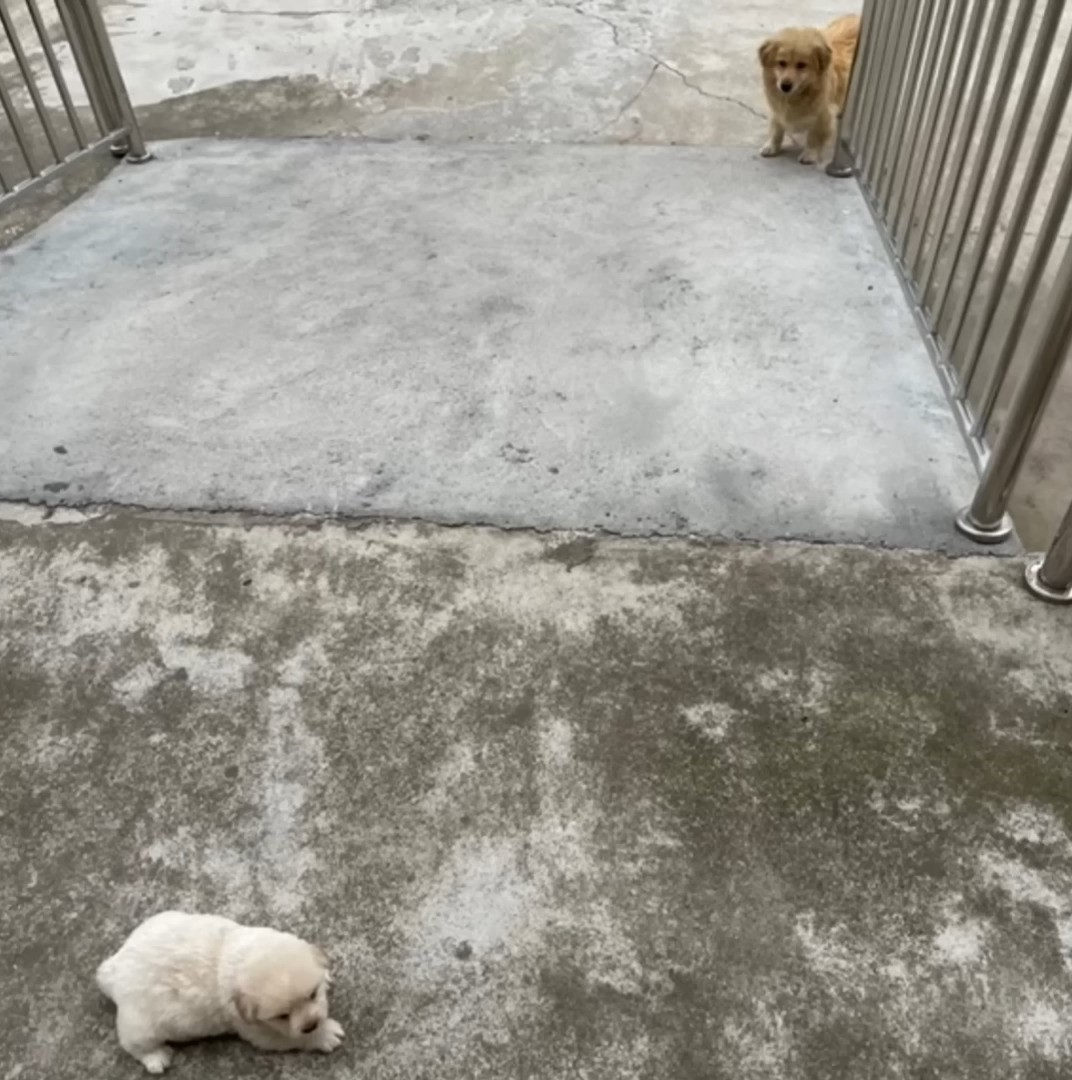 puppies outdoor