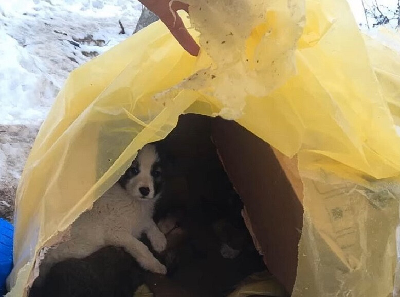 puppies under a plastic cover