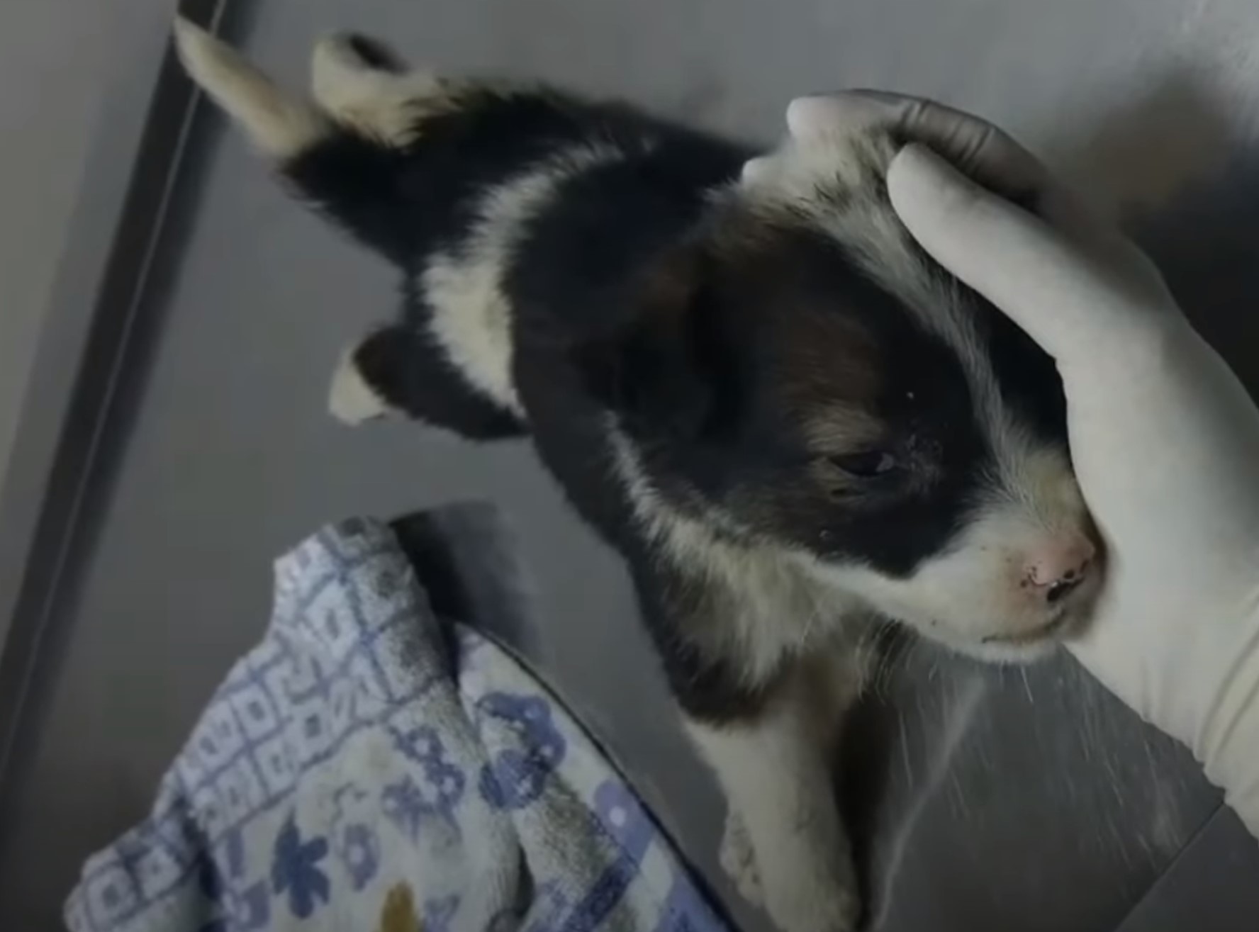 puppy at vet being examined