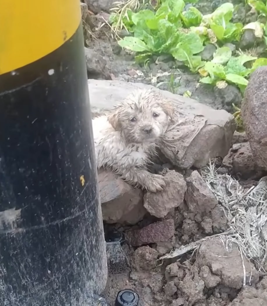 puppy covered in mud