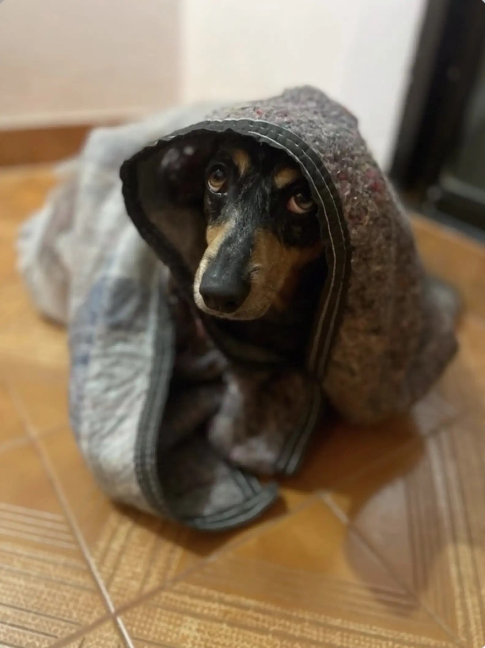 puppy covered with a blanket