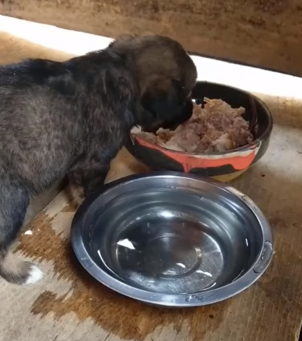 puppy eats food from bowl