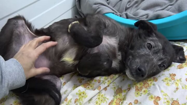 puppy getting belly rubbing