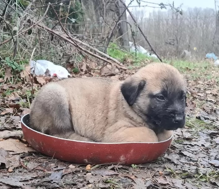 puppy in a pan