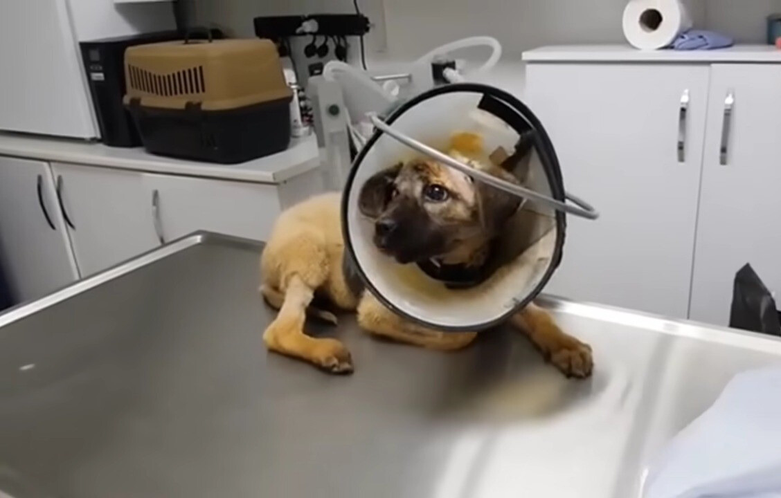 puppy in a vet station