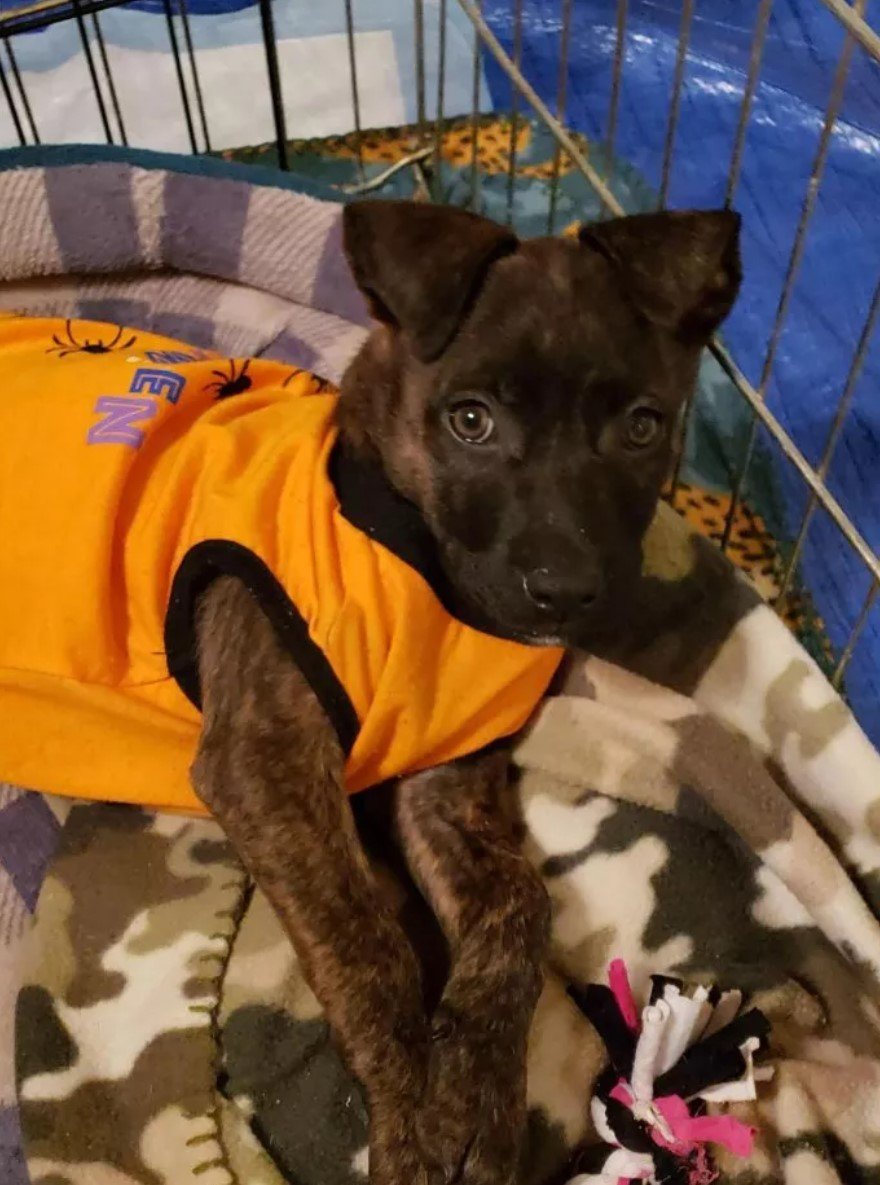 puppy in orange clothes