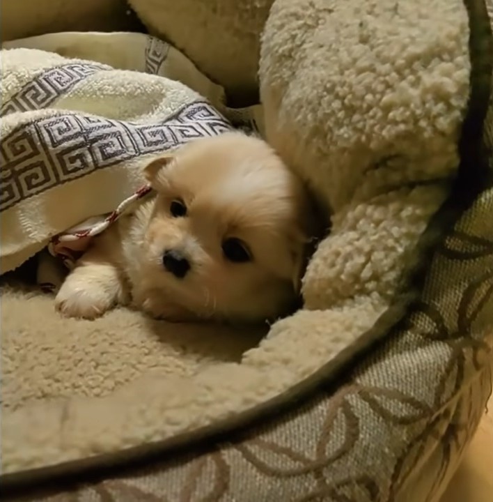 puppy lying covered with blanket