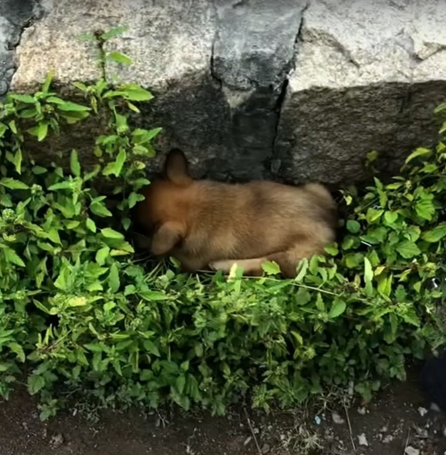puppy lying next to the wall