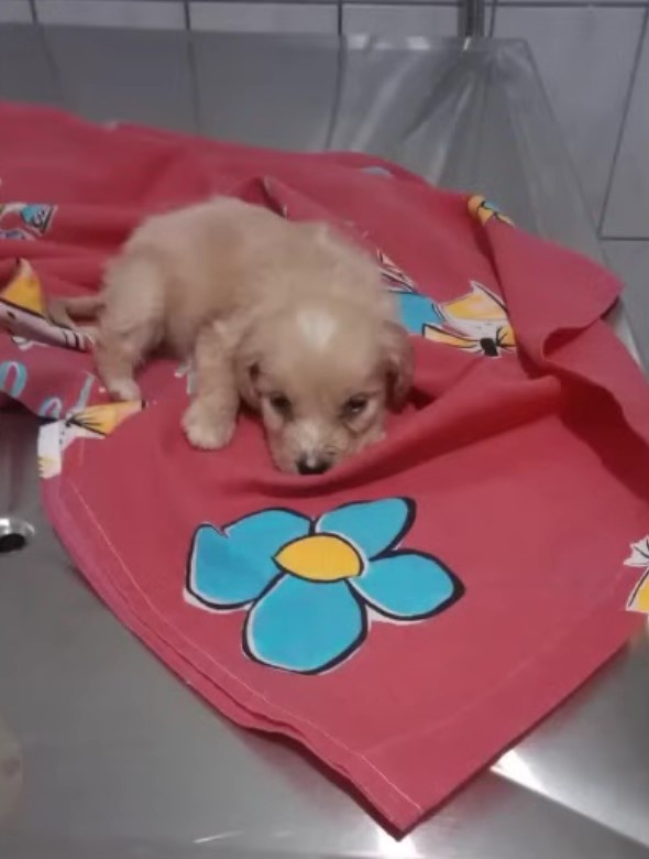 puppy on a blanket