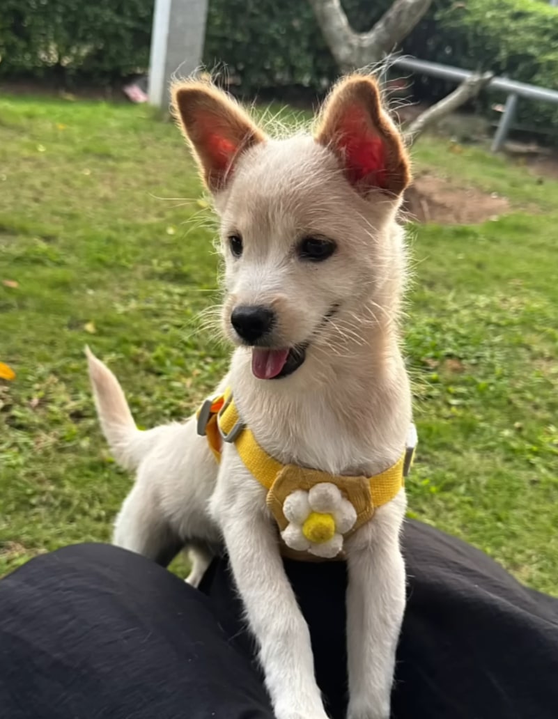 puppy on grass