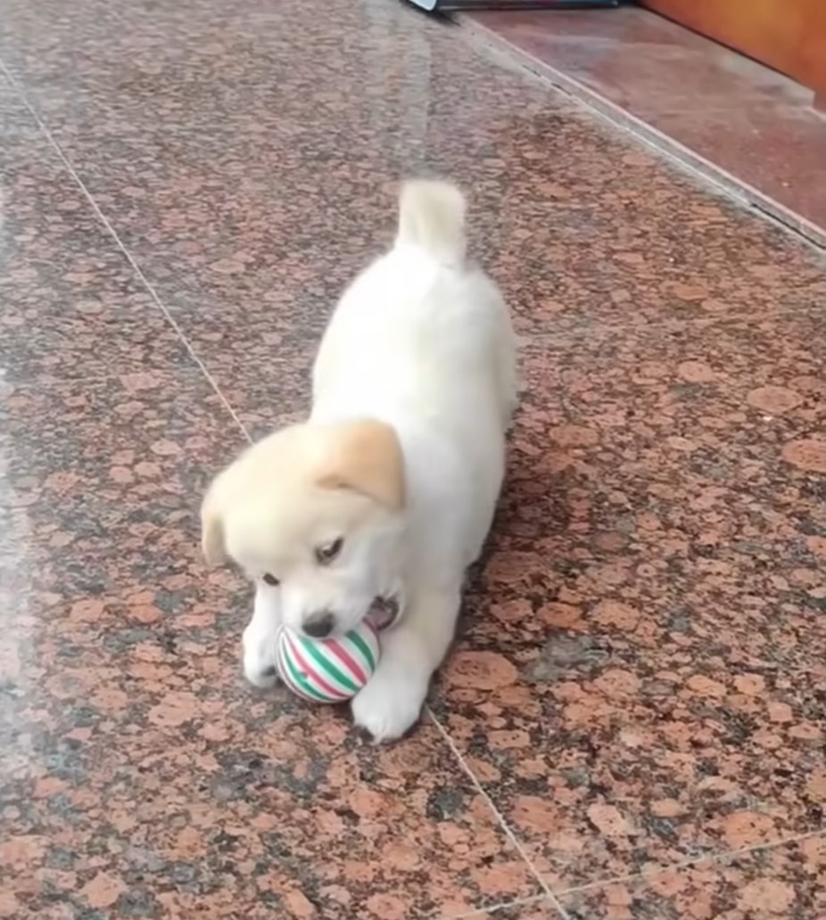 puppy playing with ball