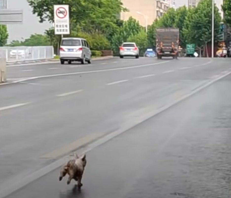 puppy running on the road