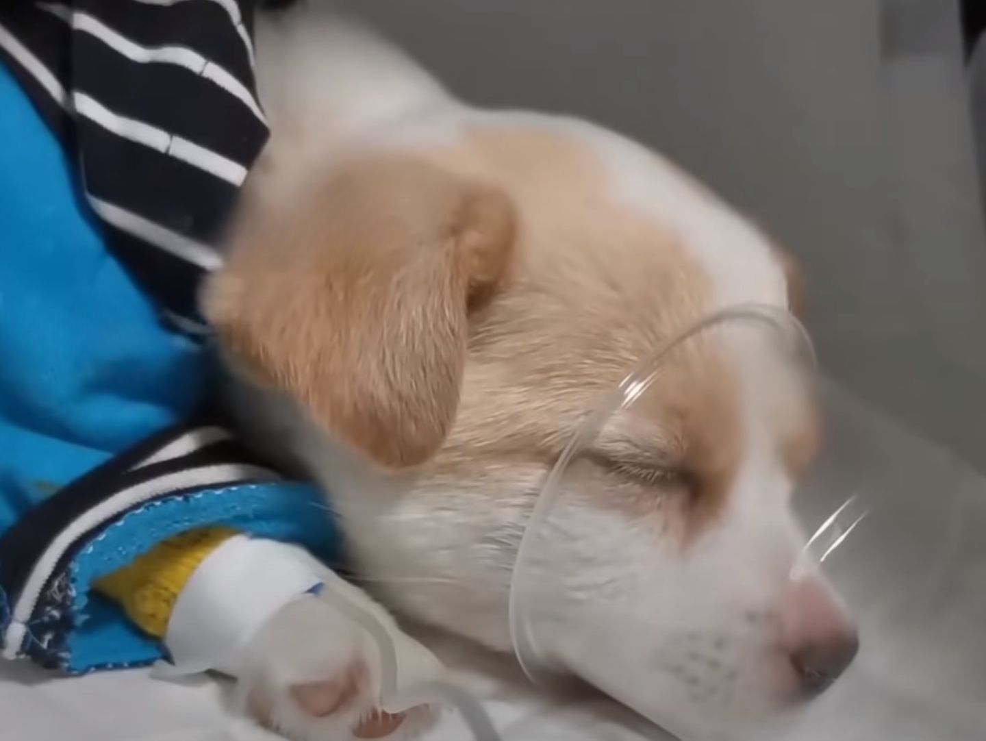 puppy sleeping at vets