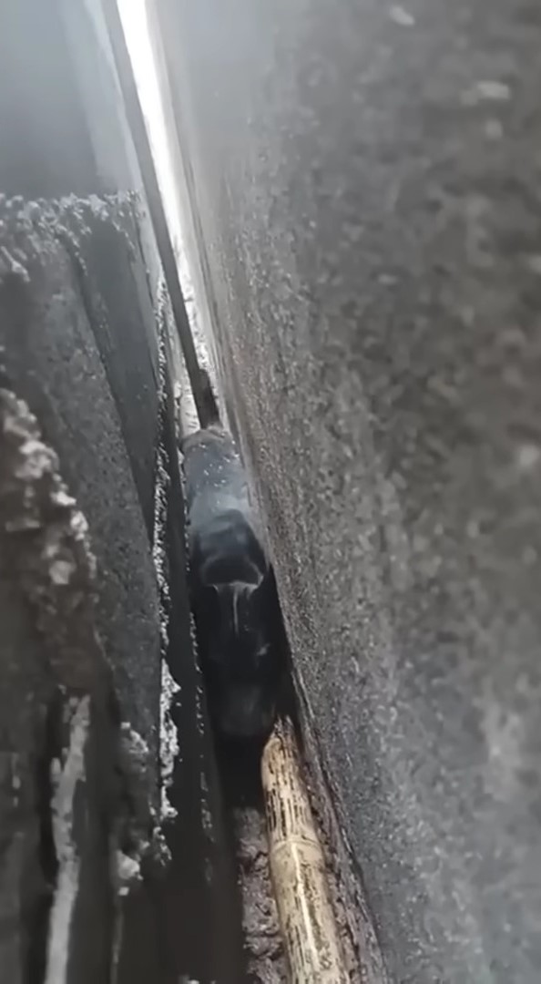 puppy stucked between walls