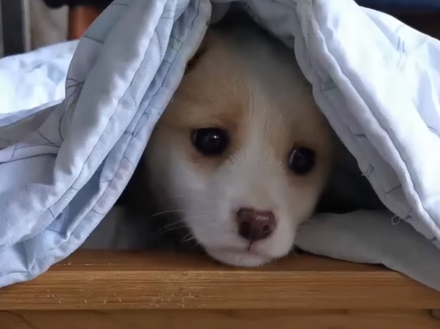 puppy under blanket