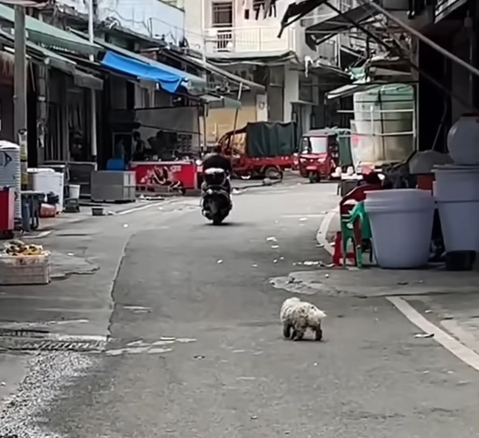 puppy walking in the street