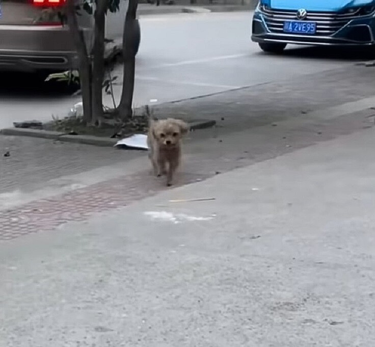 puppy walking on the street