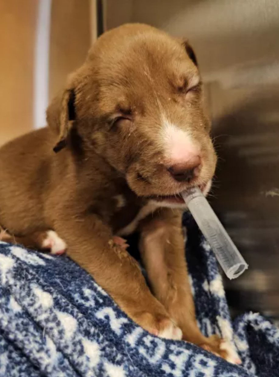 puppy with a tube in its mouth
