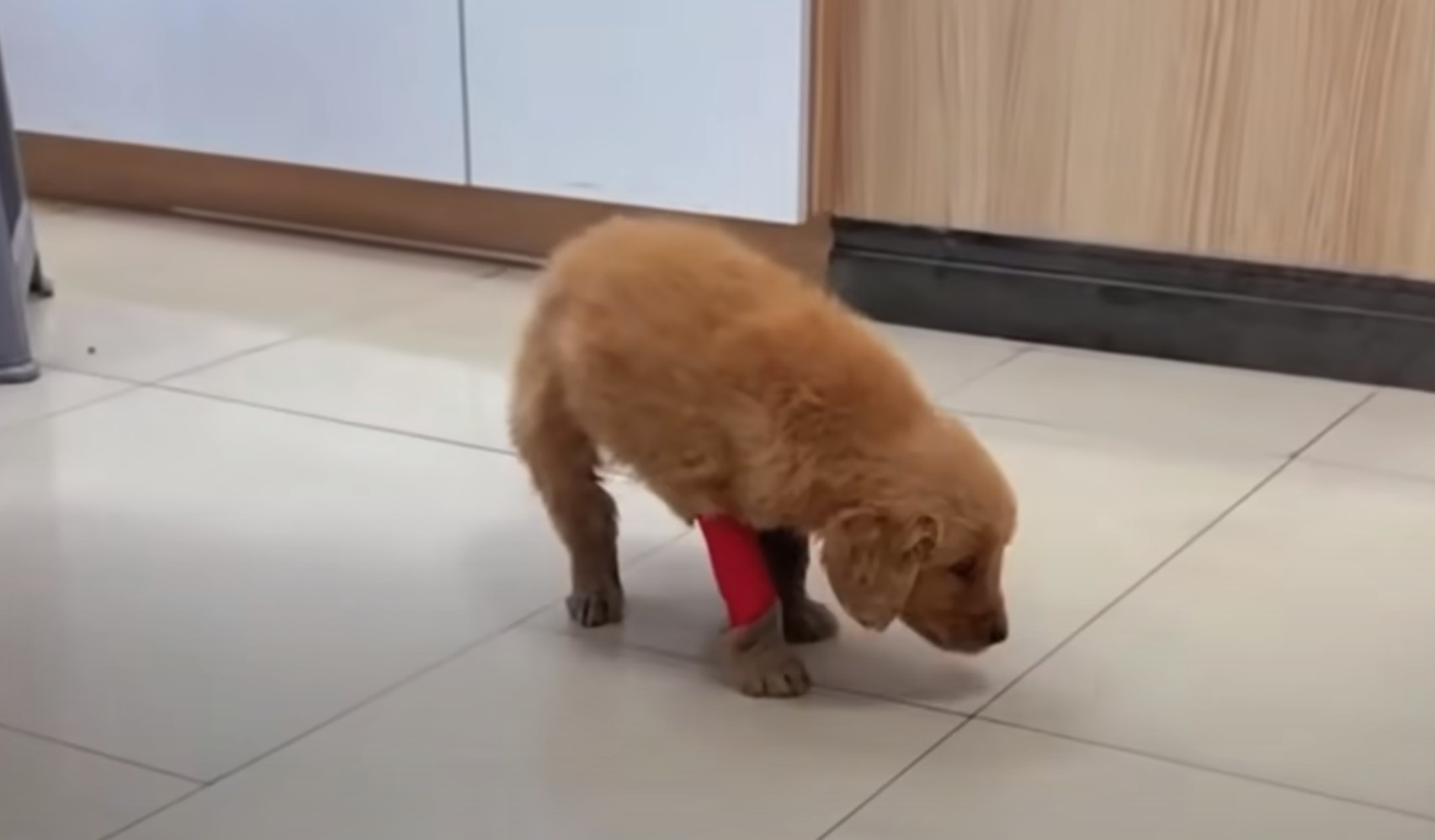 puppy with bandage