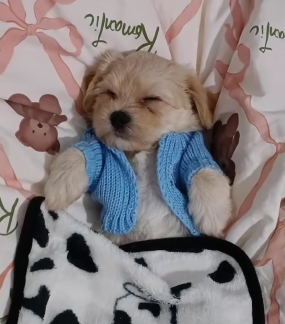 puppy with blue sweater