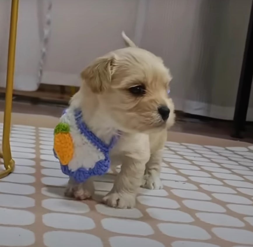 puppy with clothes