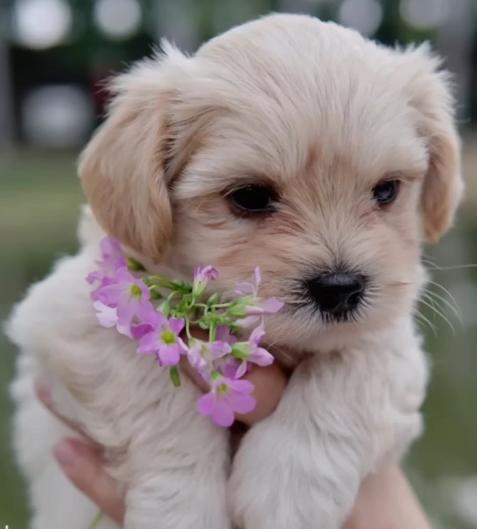 puppy with flower