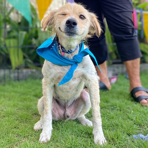 recovered dog on the grass sitting