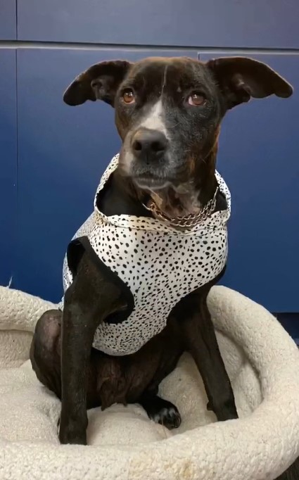 rescued dog wearing clothes